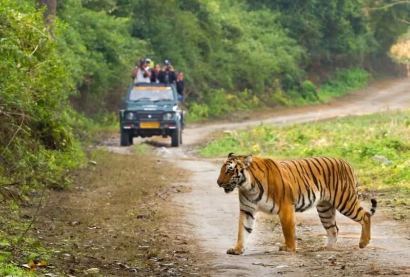 Jim Corbett Winter Wildlife Safari1