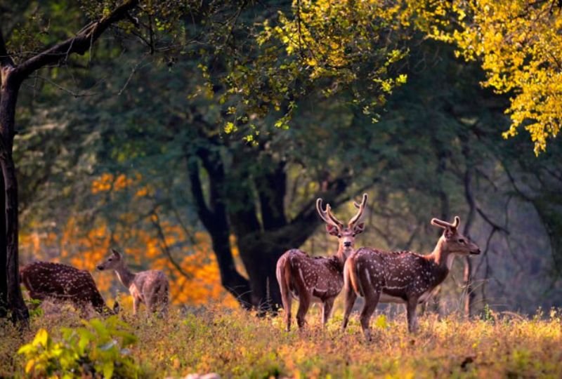 Jim Corbett Winter Wildlife Safari3