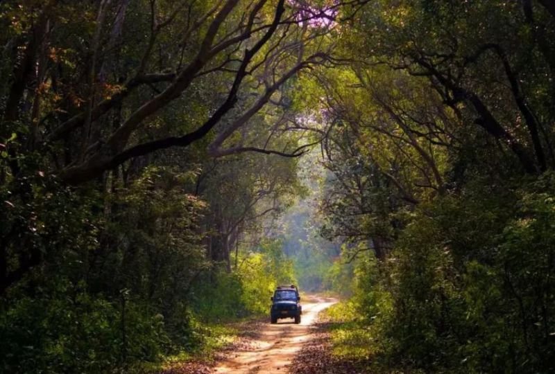 Jim Corbett Winter Wildlife Safari4