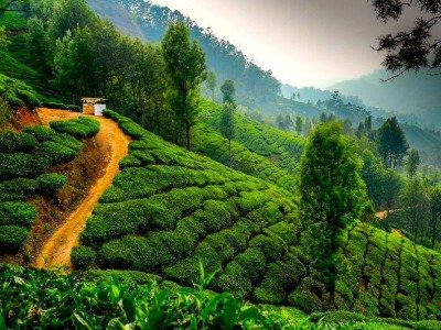 Tea gardens of Munnar Kerala